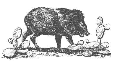 Wild Boar