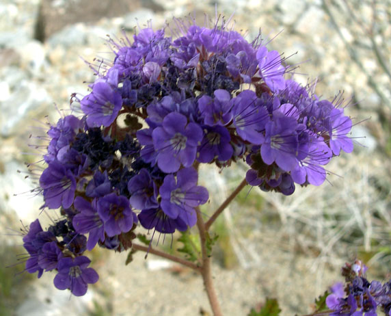 Desert Flowers. Photograph by Charlie Knapke. 